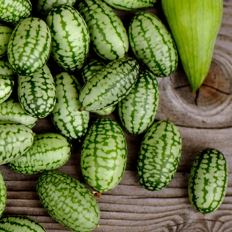 Ogórek MEKSYKAŃSKI OZDOBNY nasiona (4).jpg