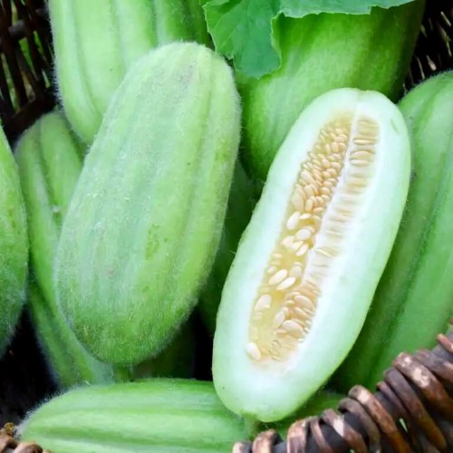 Ogórek melonowy CAROSELLO BARESE nasiona 2g