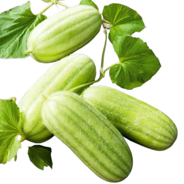 Ogórek melonowy CAROSELLO BARESE  nasiona (2).jpg