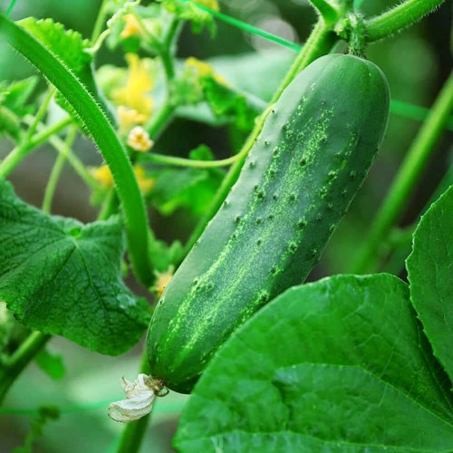 Ogórek ODYS gruntowy konserwowy nasiona 3+1g