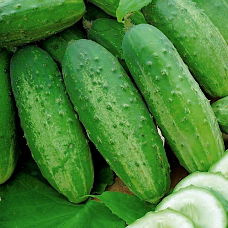 Ogórek ODYS nasiona 500g  (4).jpg
