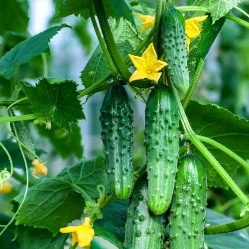 Ogórek PARYS gruntowy konserwowy nasiona 2g