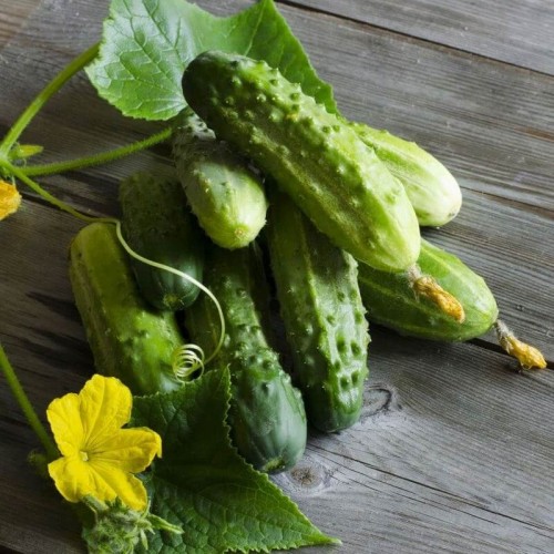 Ogórek PARYS gruntowy konserwowy nasiona XXL 100g