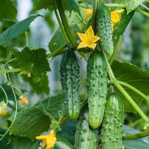 Ogórek PARYS gruntowy konserwowy nasiona XXL 500g