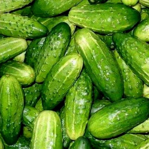 Ogórek POLAN konserwowy nasiona XL 100g