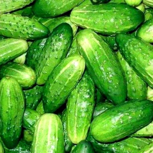 Ogórek gruntowy POLAN nasiona XXL 500g