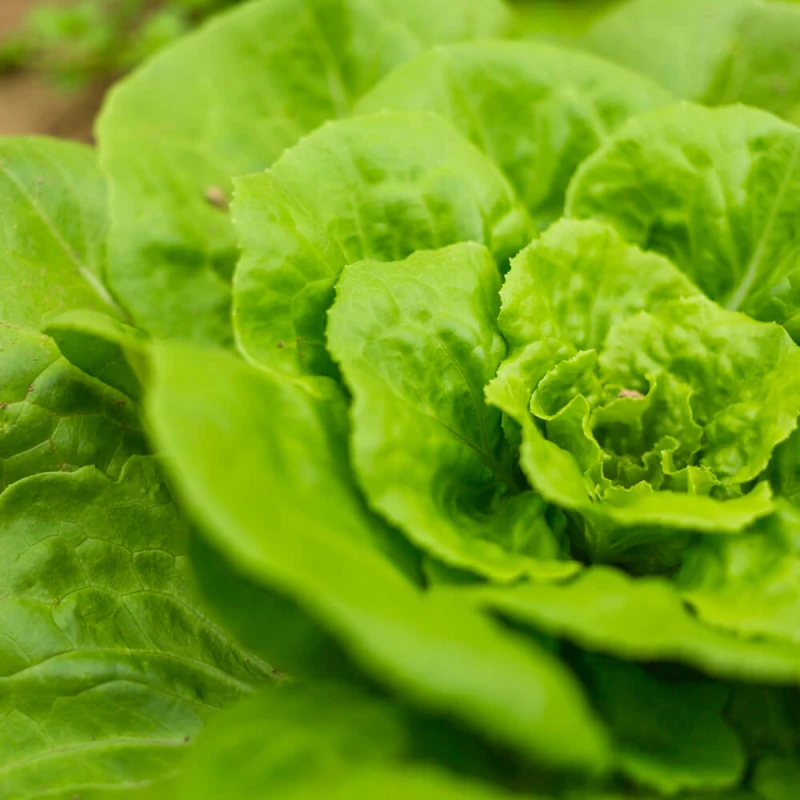 Sałata w witaminy bogata Wesoły ogródek nasiona  (2).jpg