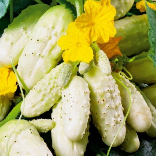 Ogórek WHITE WONDER biały konserwowy nasiona 2g