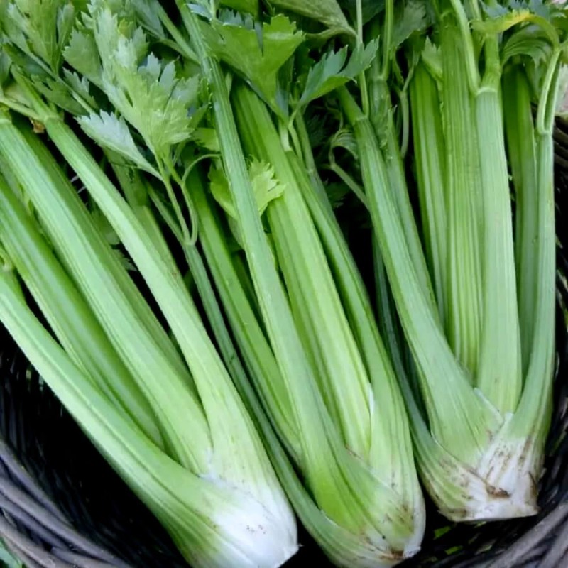 Seler Listkowy GREEN CUTTING nasiona (3).jpg