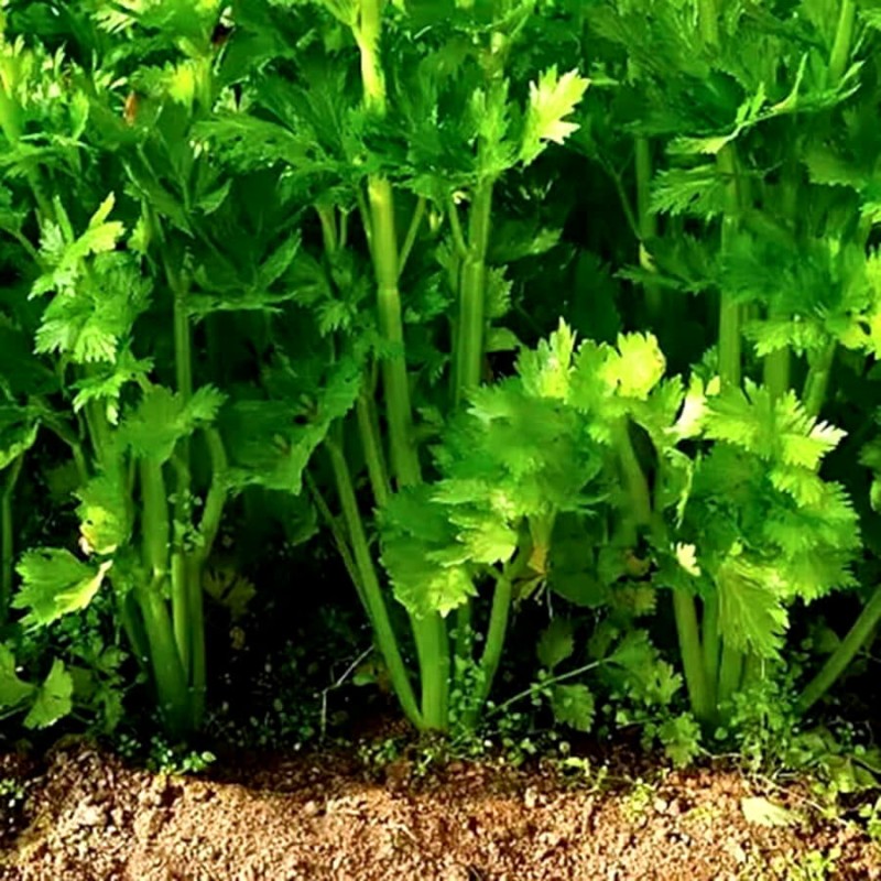 Seler Listkowy GREEN CUTTING nasiona (1).jpg