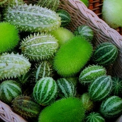 Ogórki OZDOBNE MIESZANKA nasiona 0,3g LUX