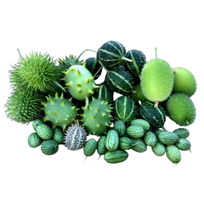 Ogórki OZDOBNE MIESZANKA nasiona (1).jpg