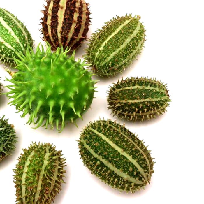 Ogórki OZDOBNE MIESZANKA nasiona (2).jpg