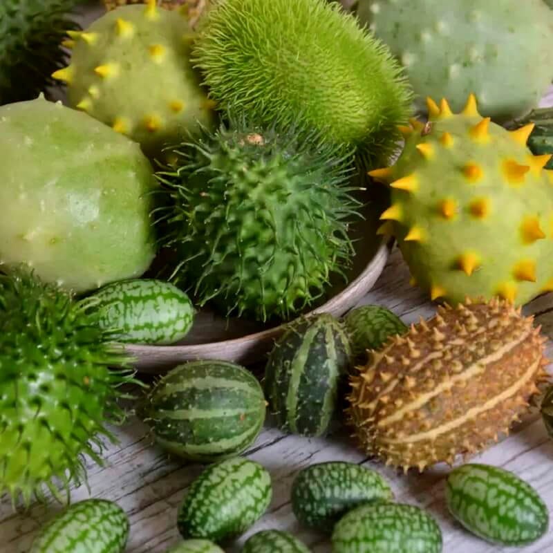 Ogórki OZDOBNE MIESZANKA nasiona (4).jpg