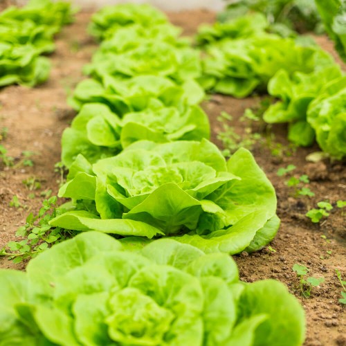 Sałata masłowa zimująca MERAVIGLIA nasiona 1,5g