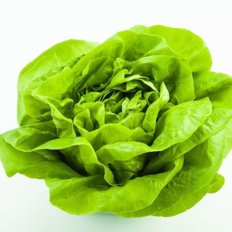 Sałata masłowa MICHALINA Średnio Wczesna nasiona 1g (2)