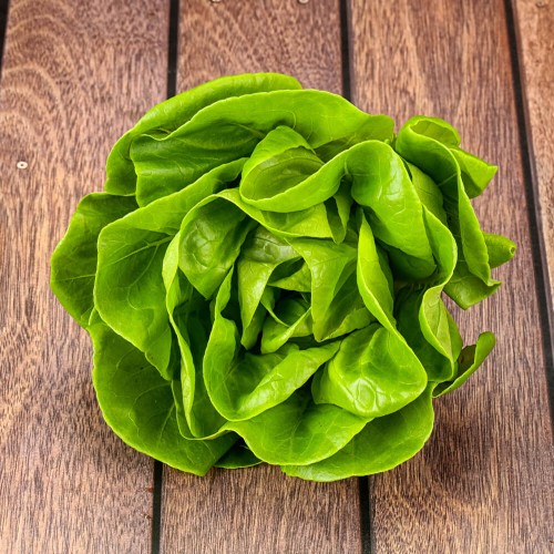 Sałata masłowa MICHALINA średnio wczesna nasiona 1g