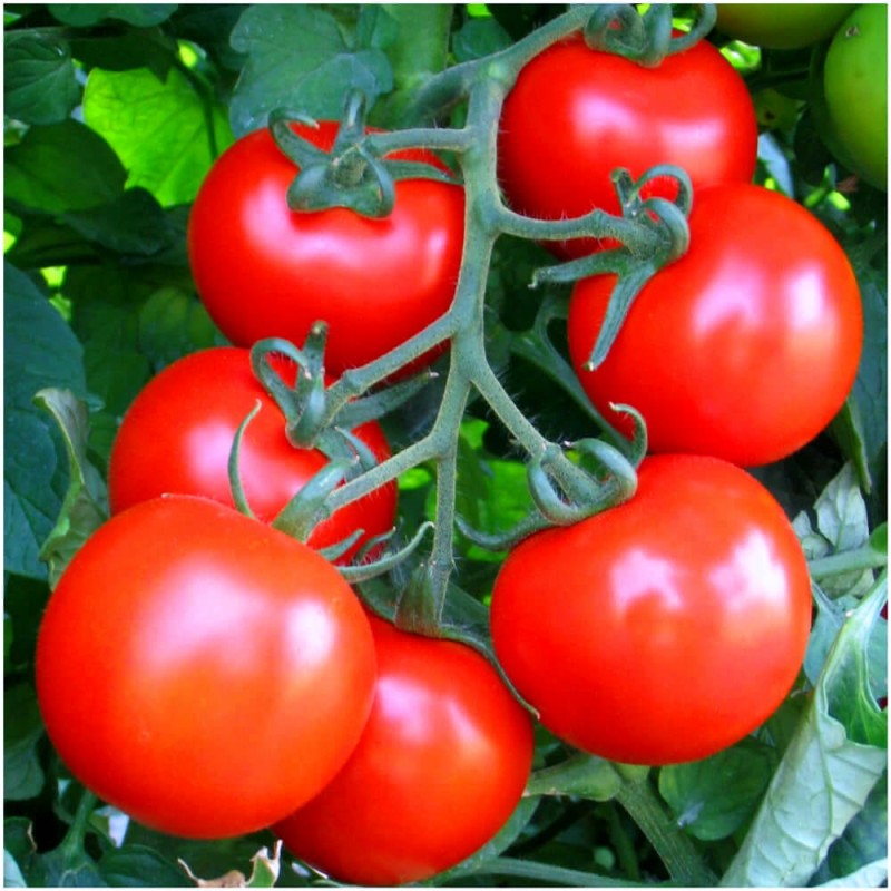 Pomidor BARON  nasiona.jpg