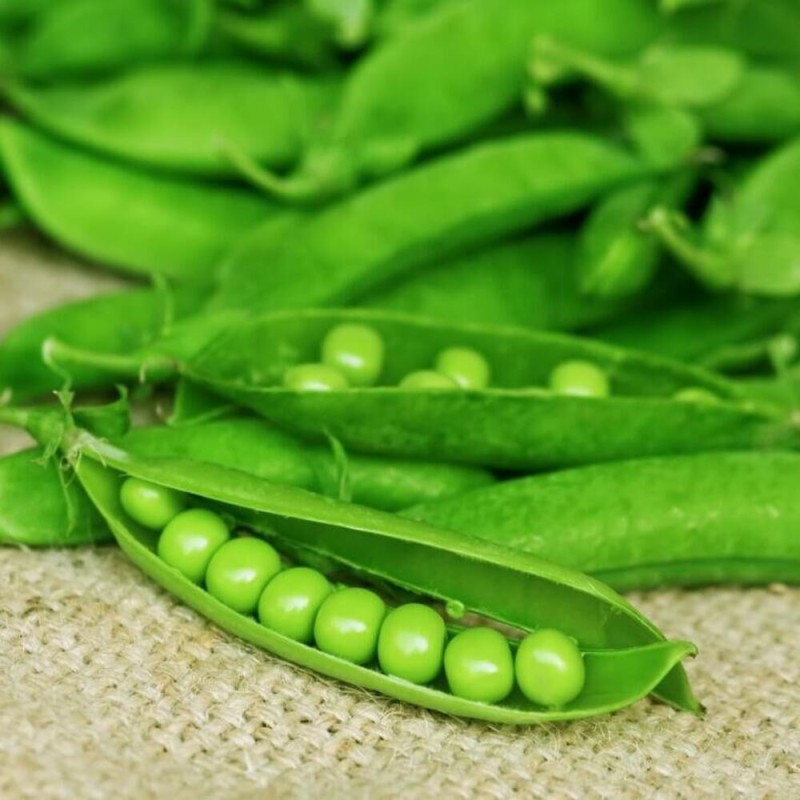 ekologiczne nasiona groch siewny progress.jpg