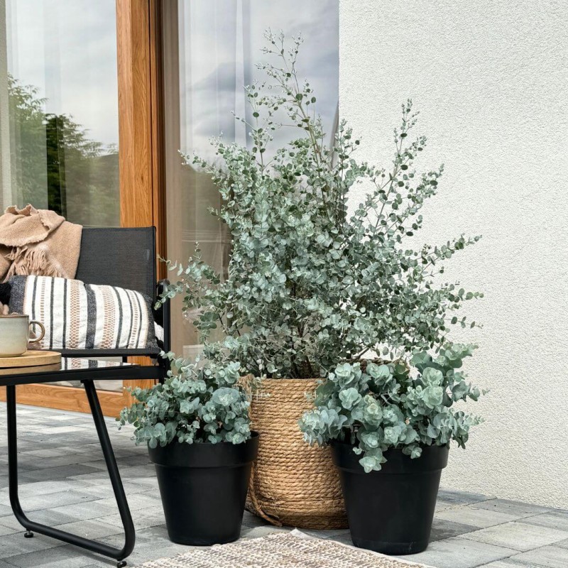 Eukaliptus Botanic Hearts jakie stanowisko