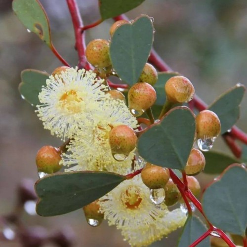 Eukaliptus Botanic Hearts sadzonka C1,5