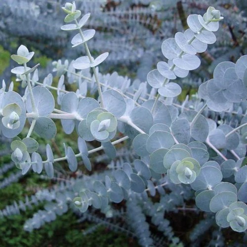 Eukaliptus Gunii Baby Blue sadzonka P12/C1