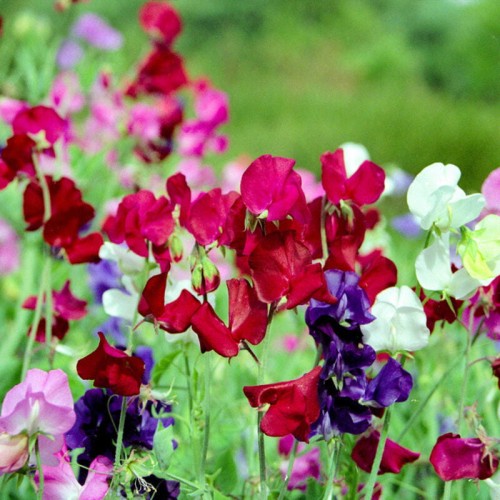 BIO Groszek pachnący mieszanka nasiona ekologiczne 2g