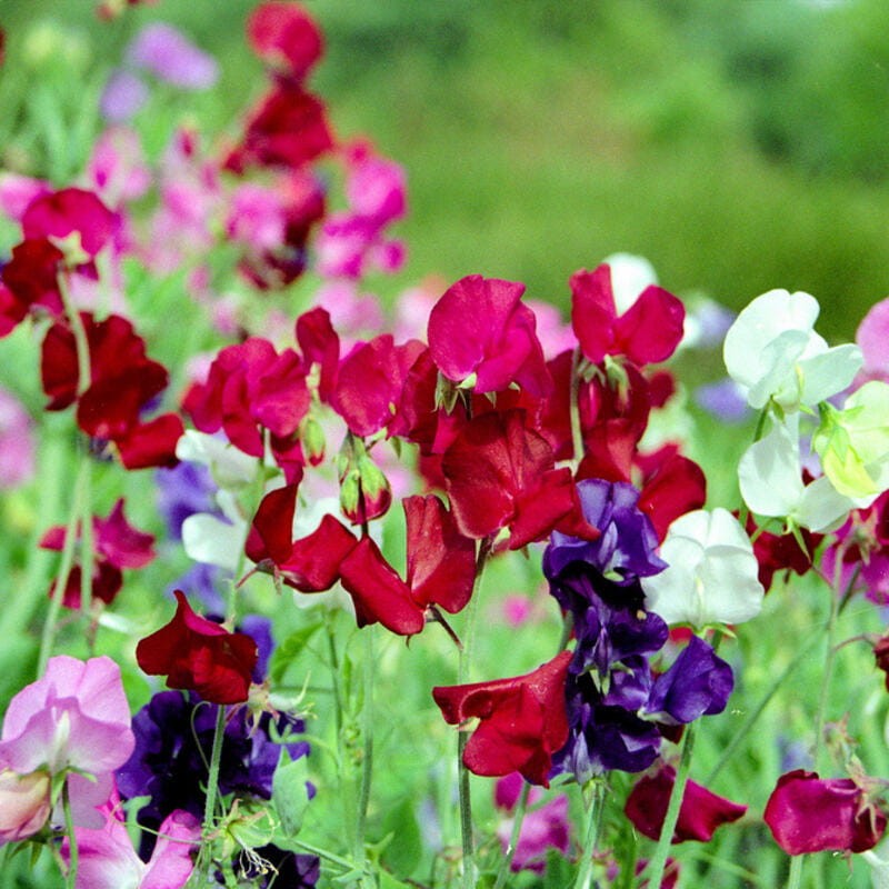 groszek pachnacy eco nasiona.jpg