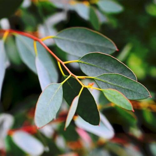 Eukaliptus Gałkowy sadzonka C1,5