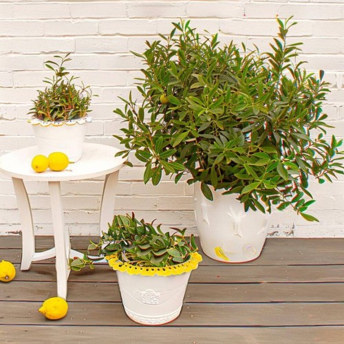 Eukaliptus Cytrynowy nasiona 0,2g