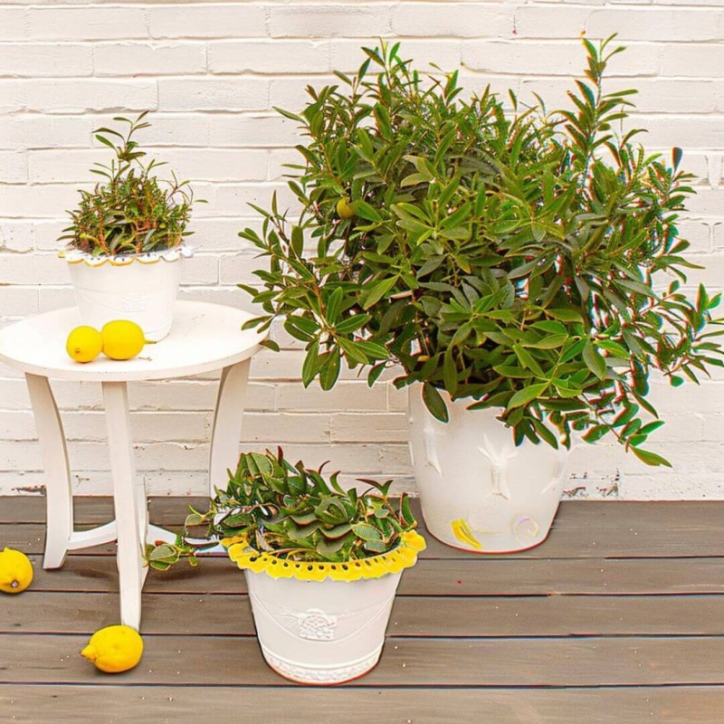 Eukaliptus-Cytrynowy-nasiona