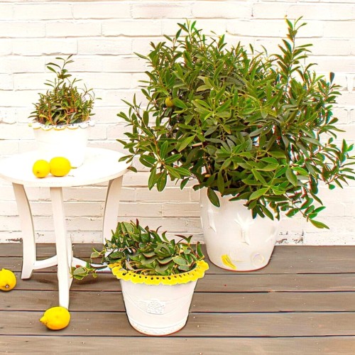 Eukaliptus cytrynowy sadzonka C3