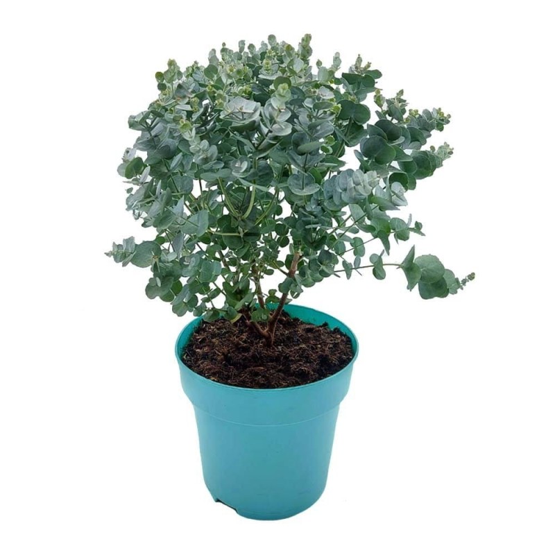 eukaliptus azura sadzonka w doniczce cena