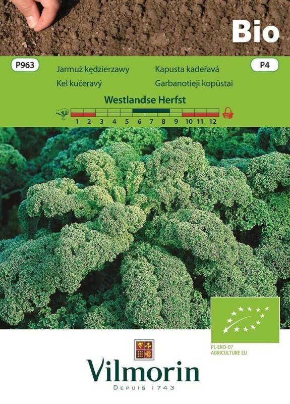 jarmuz zielony bio nasiona.jpg