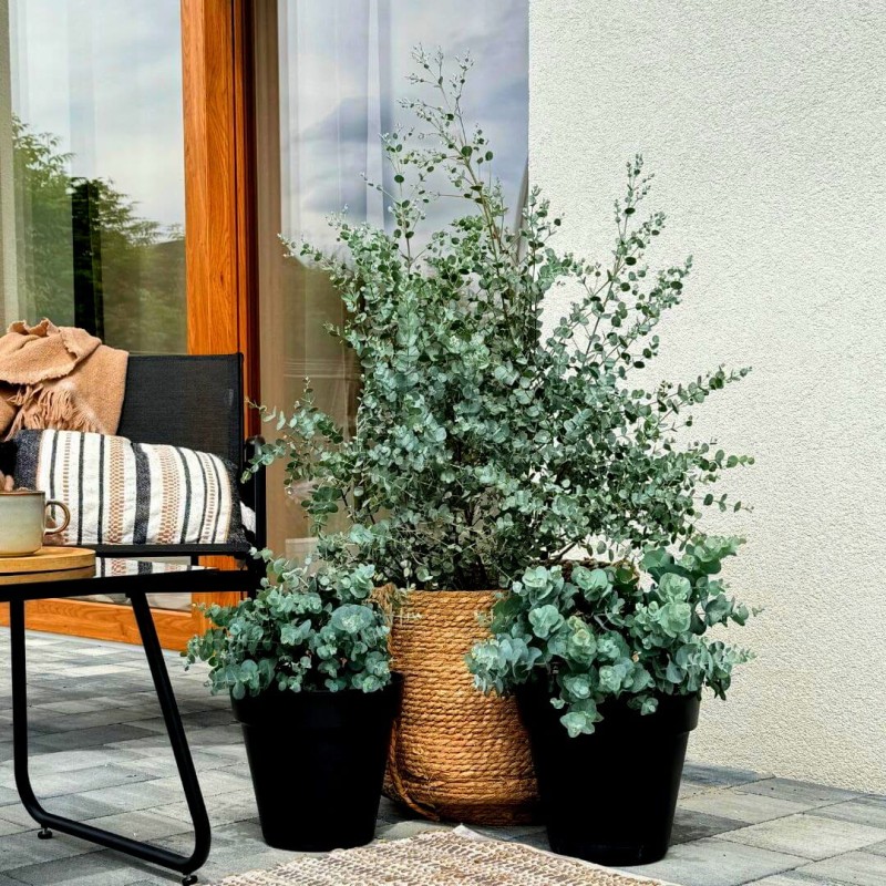 eukaliptus gunni azura sadzonki sprzedaż wysyłkowa