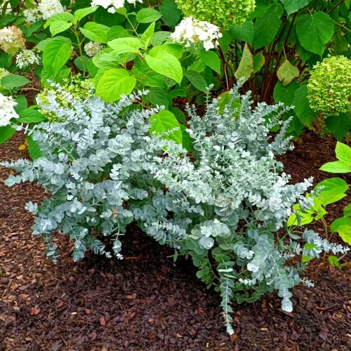 Eukaliptus Gunii Azura 2 letnia sadzonka C1,5