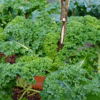 BIO Jarmuż kędzierzawy WESTLANDSE HERFST nasiona ekologiczne 2g