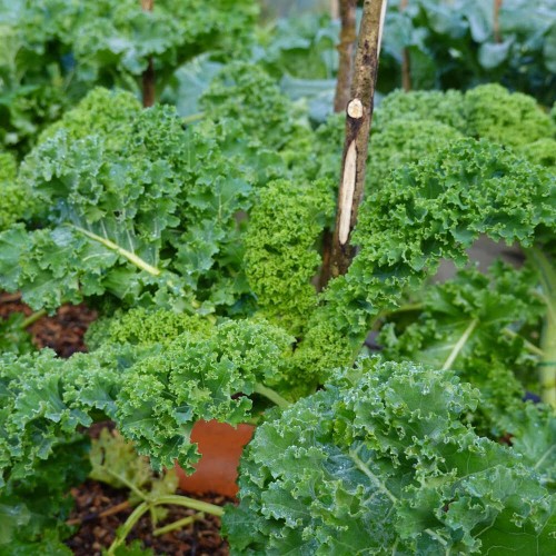 BIO Jarmuż kędzierzawy WESTLANDSE HERFST nasiona ekologiczne 2g