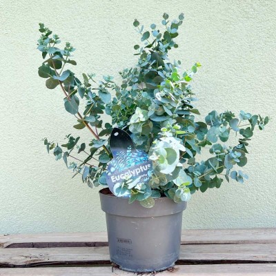 Czego nie lubi eukaliptus