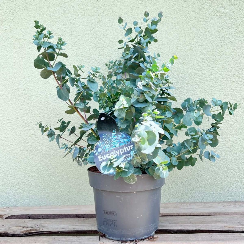 Czego nie lubi eukaliptus