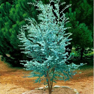 Eukaliptus Gunii niebieski sadzonka C1,2