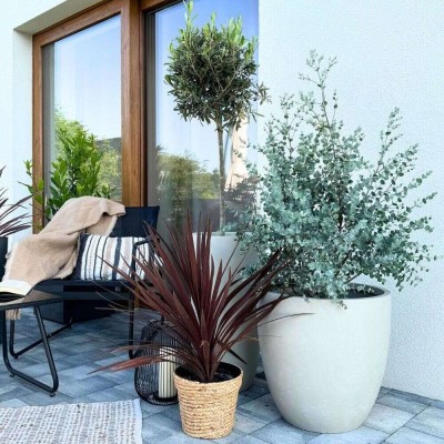 Eukaliptus Niebieski jak sadzić