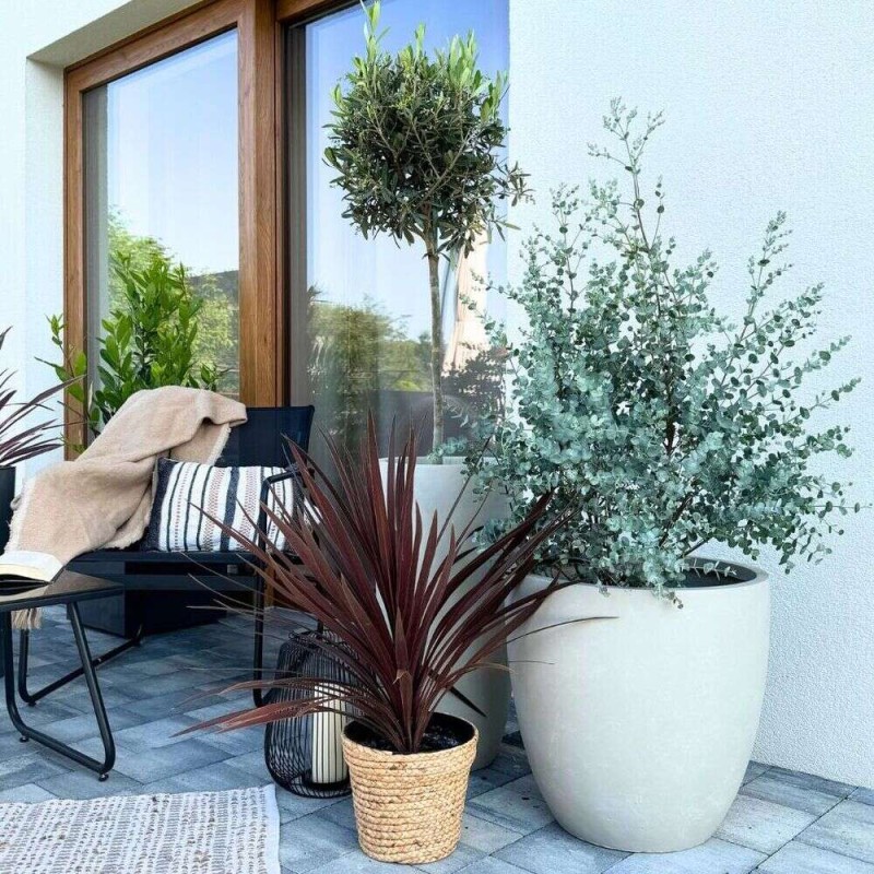 Eukaliptus Niebieski jak sadzić