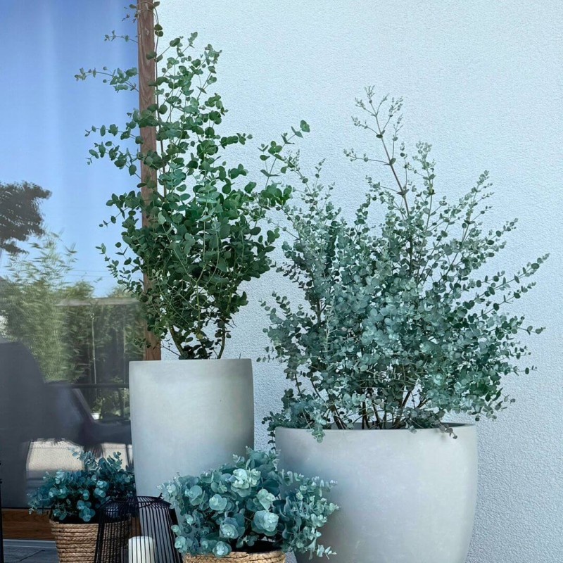 Eukaliptus Niebieski mrozoodporny uprawa