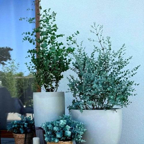 Eukaliptus Gunii niebieski 4 letnia sadzonka XL-C7