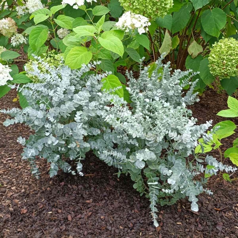 eukaliptus gunni C7 zimowanie