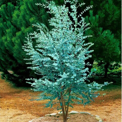 Eukaliptus niebieski sadzonka P12/C1