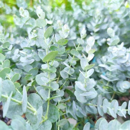 Eukaliptus Gunii niebieski Silverana 4 letnia sadzonka XL-C5 60-80cm