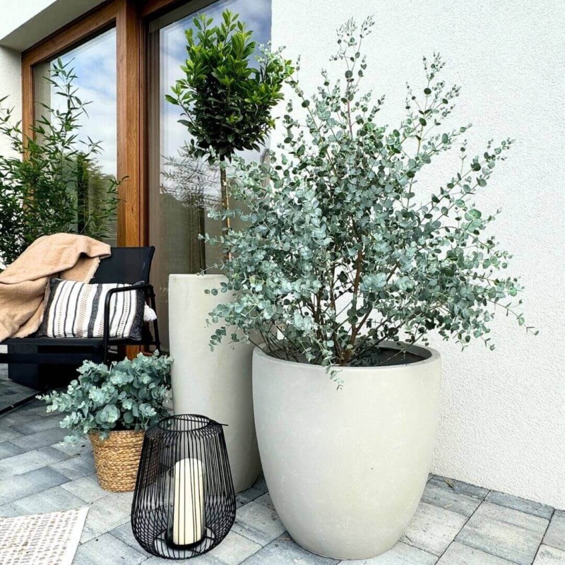 Eukaliptus Niebieski C2 jak posadzić w donicy