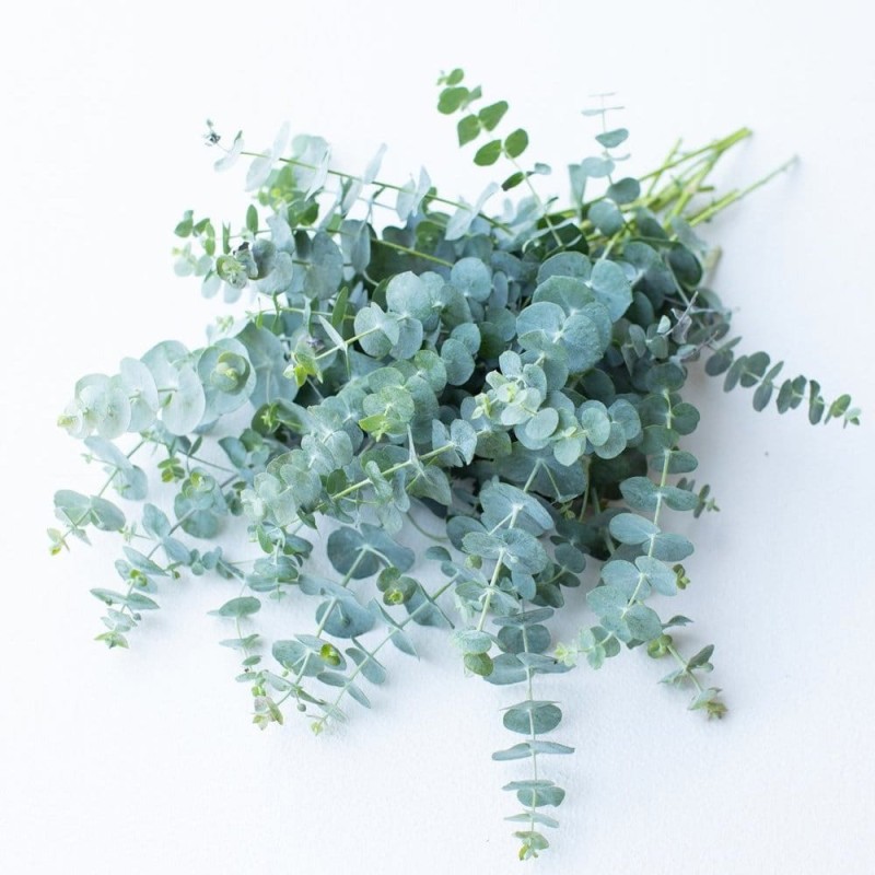 Eukaliptus Niebieski Gunni niebieskie liście